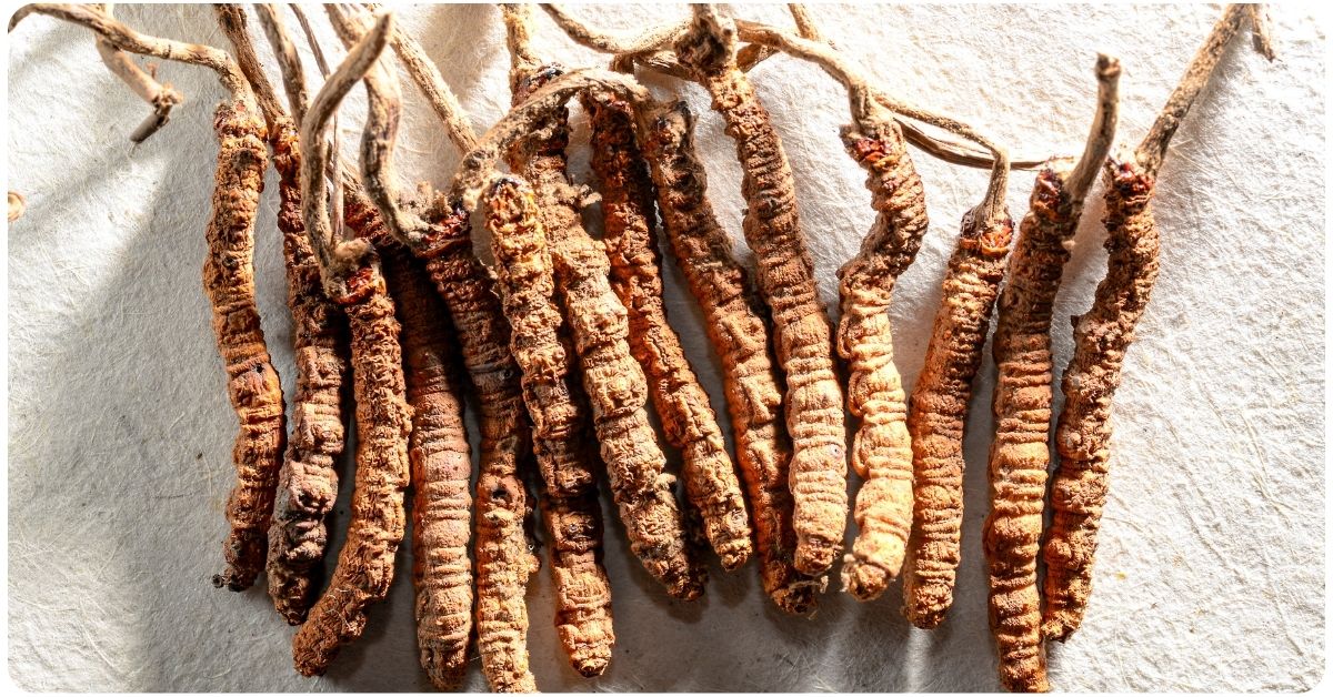 5 Cordyceps Benefits: Dosage & Safety | The Botanical Institute
