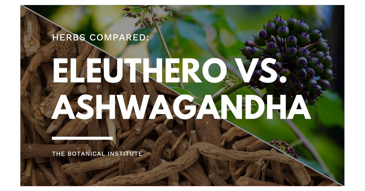 Eleuthero Vs. Ashwagandha Differences Explained The Botanical Institute