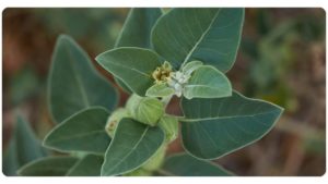 Micropenis: Symptoms, Types, Causes and Treatment Conditions The Consensus Research Library