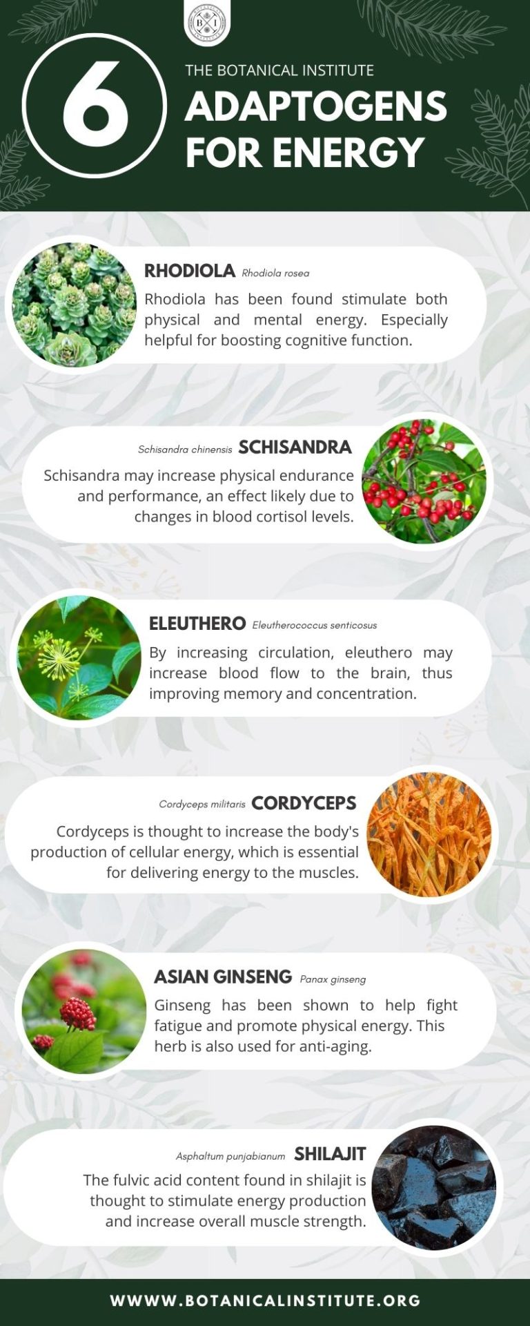 6 Best Adaptogens For Energy & Focus The Botanical Institute