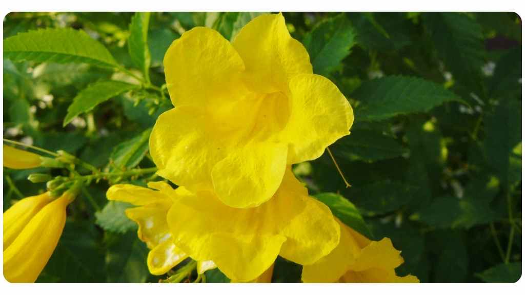 5 Benefits Of Cat's Claw Dosage & Safety The Botanical Institute