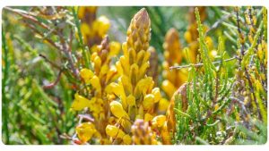 Nutritional Breakdown of Mountain Root For Weight Loss