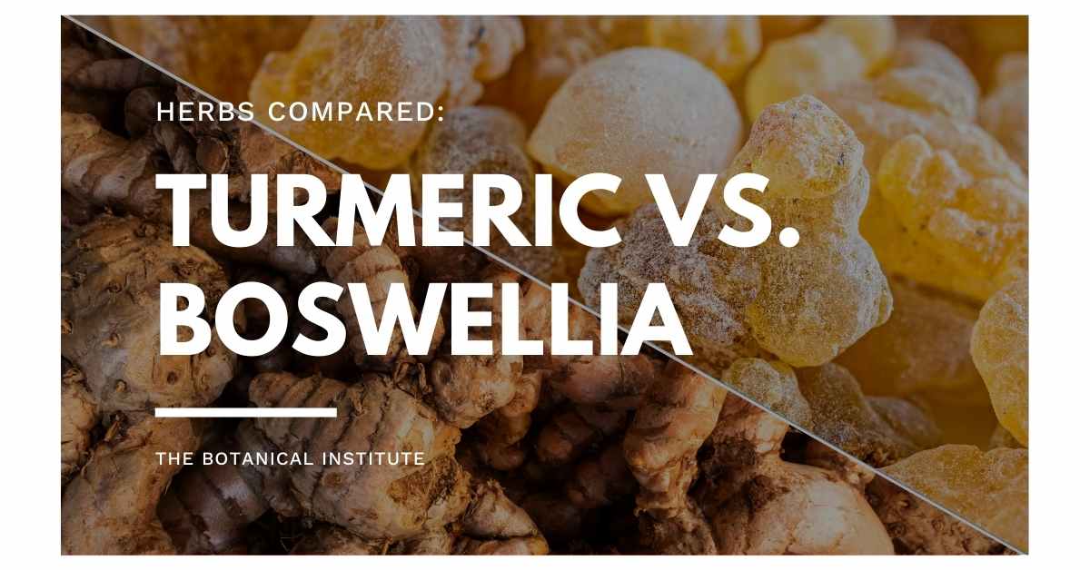 Turmeric Vs. Boswellia Similarities & Differences Explained The