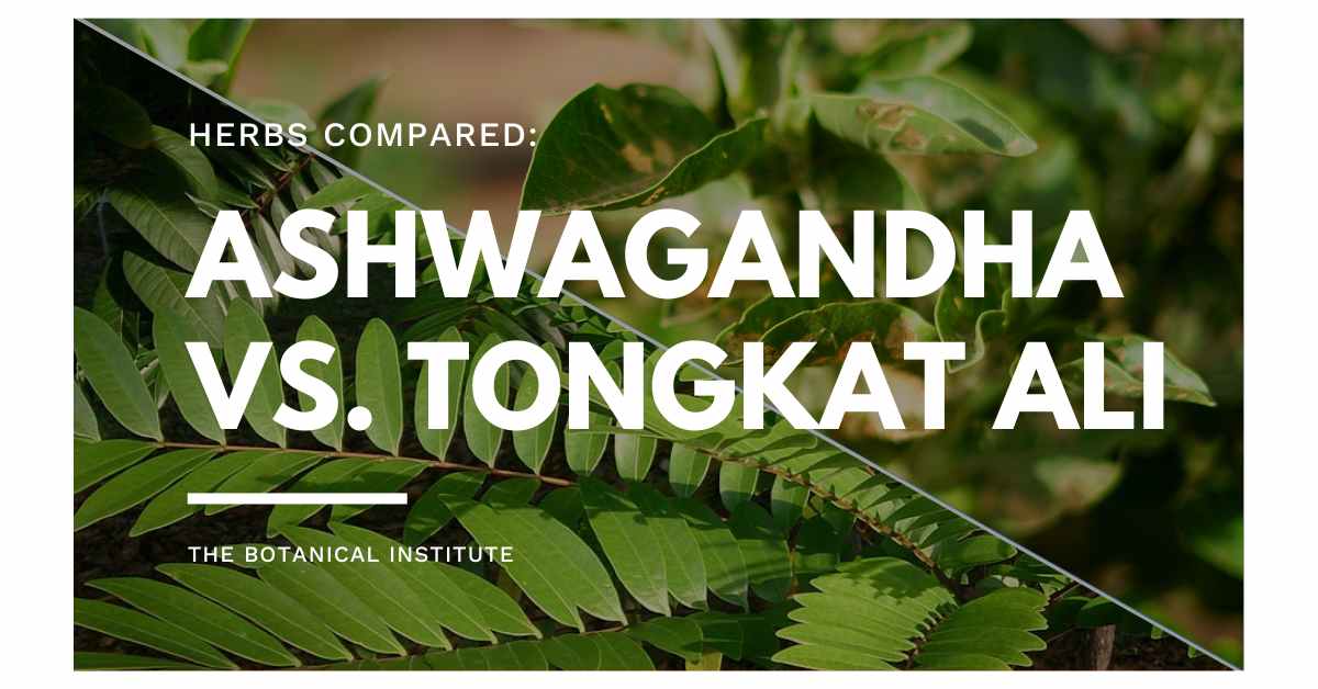 Ashwagandha Vs. Tongkat Ali Similarities & Differences Explained The
