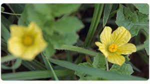 Is MicroBio Male Enhancement backed by clinical studies?