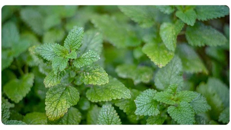 Lemon Balm Blood Pressure