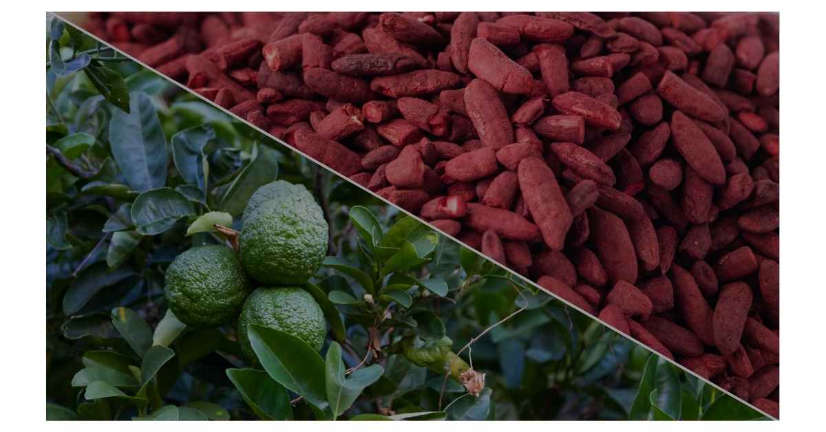 Citrus Bergamot Vs. Red Yeast Rice Similarities & Differences Explained The Botanical Institute