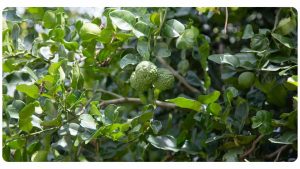 Citrus Bergamot Dosage: How Much Should You Take Per Day? | The