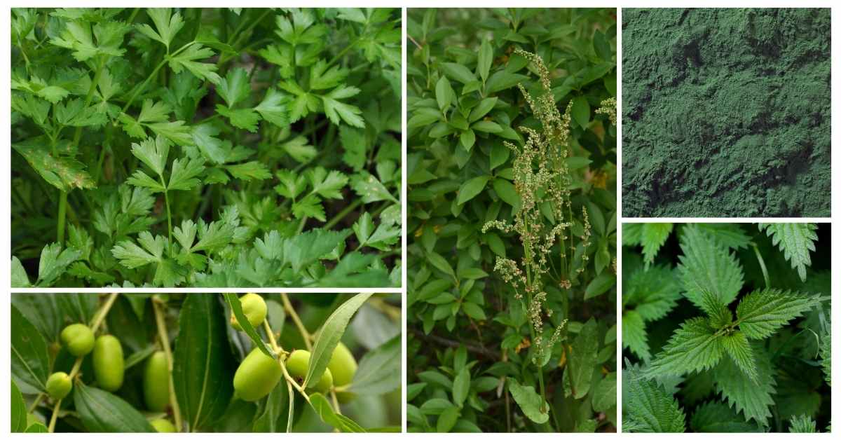 6 Herbs High In Iron The Botanical Institute