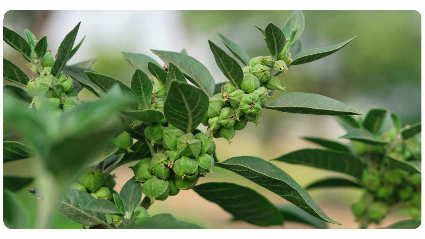 When To Take Ashwagandha The Botanical Institute When to take ashwagandha the botanical institute